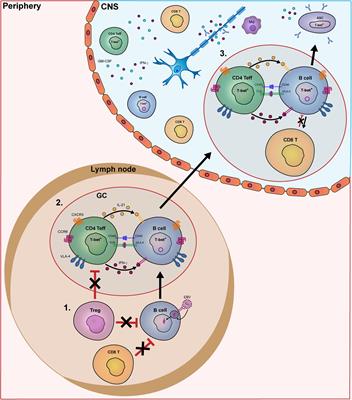 B and T Cells Driving Multiple Sclerosis: Identity, Mechanisms and Potential Triggers